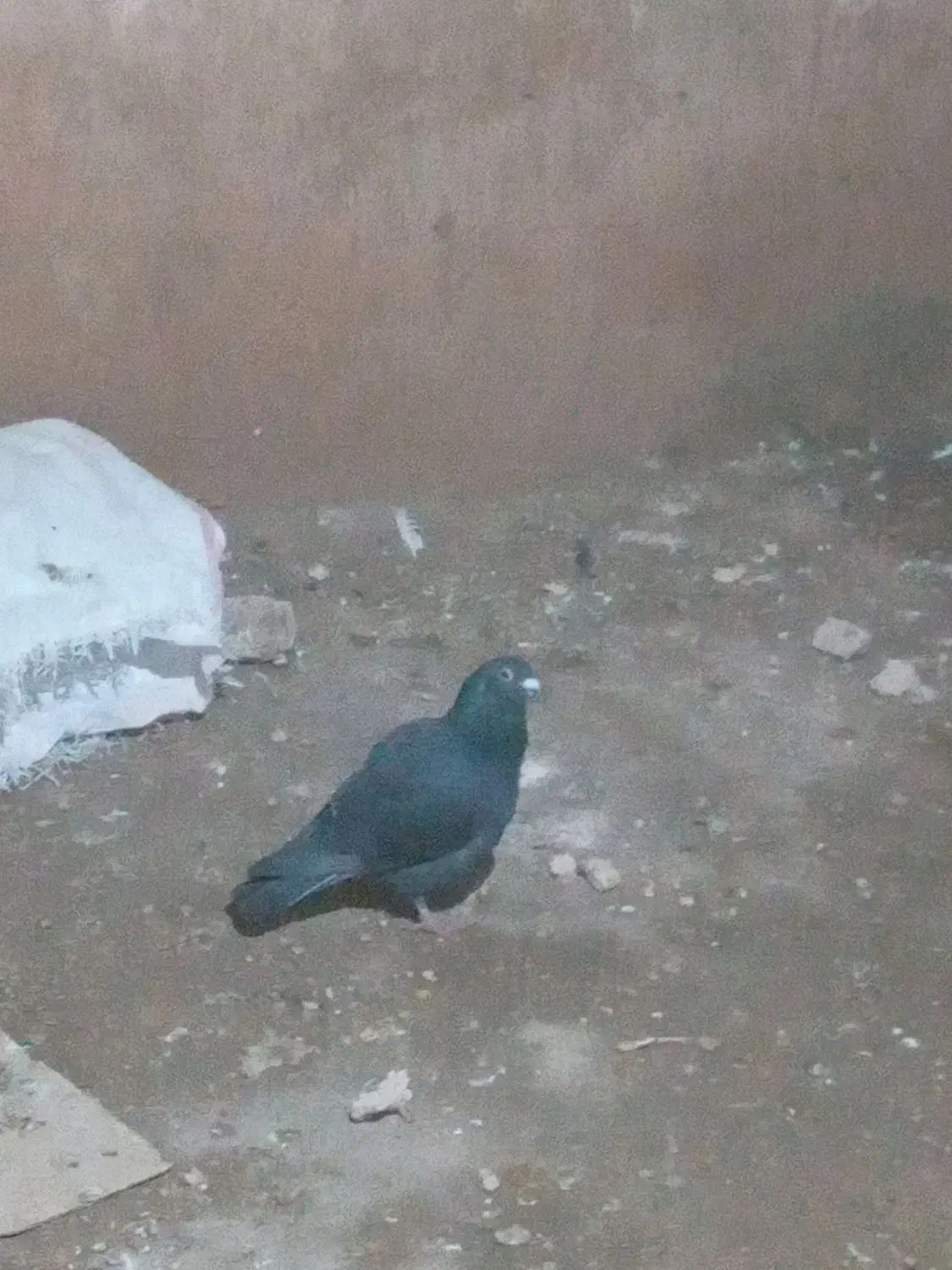 زاغ|پرنده|اسفراین, |دیوار