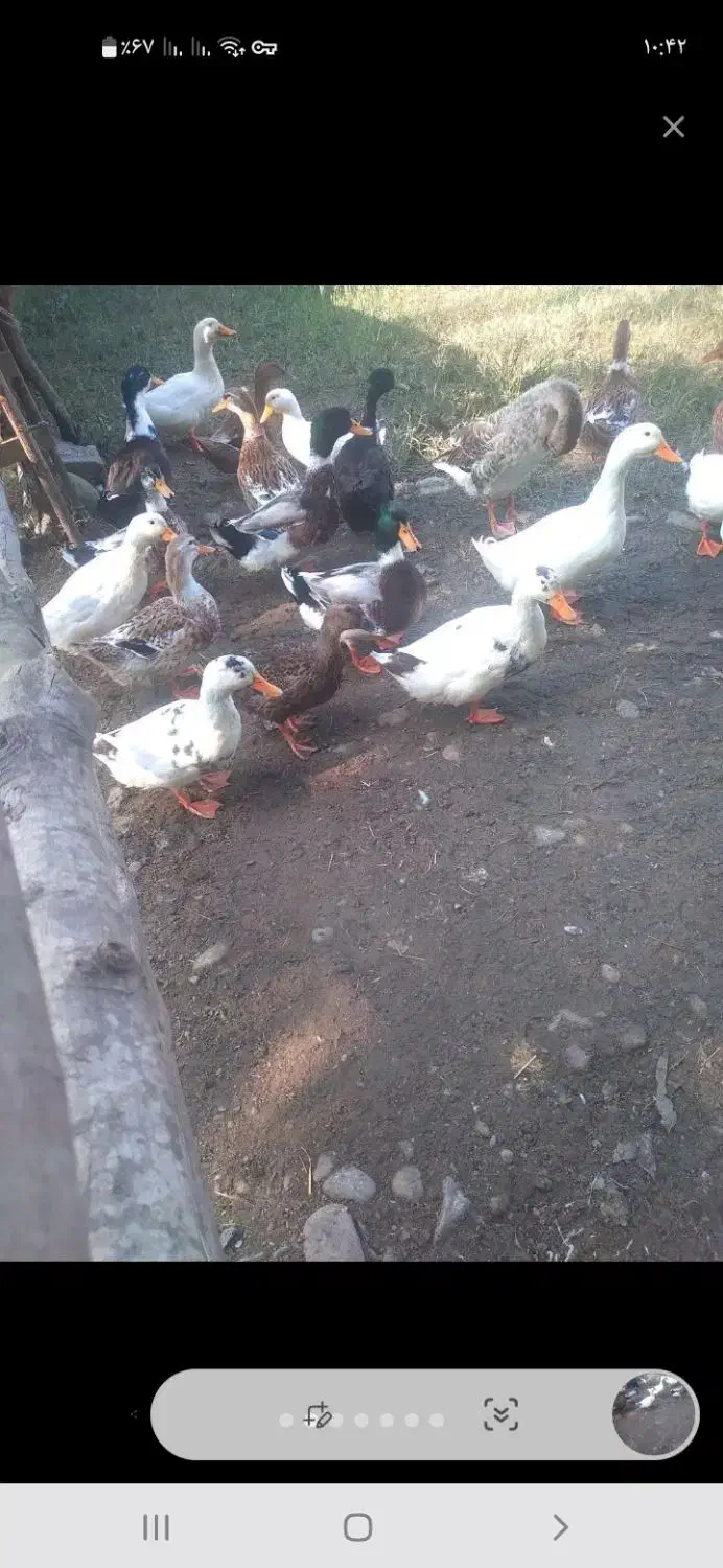 فروش اودرک محلی نر وماده تخم گذار|حیوانات مزرعه|سیاهکل, |دیوار