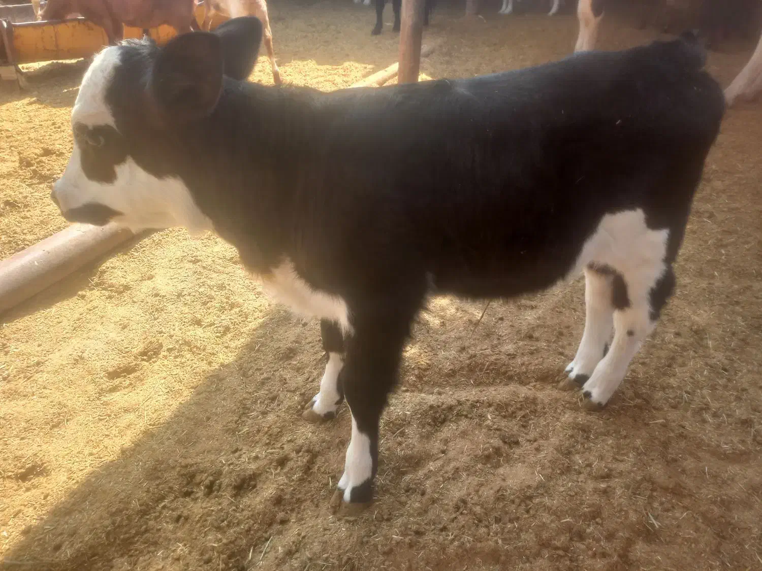 گوساله شیری ماده به فروش می‌رسد|حیوانات مزرعه|کوهدشت, |دیوار