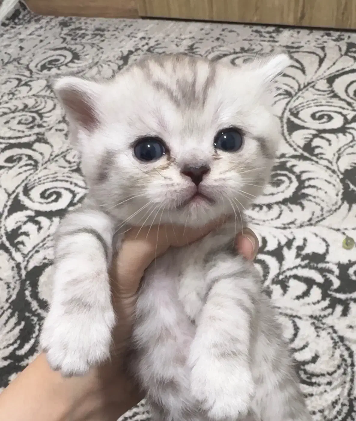 بچه گربه پرشین اسکاتیش|گربه|اندیشه, اندیشه فاز ۶|دیوار