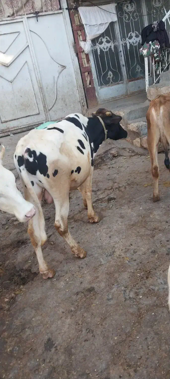 گوساله نر|حیوانات مزرعه|دالاهو, |دیوار