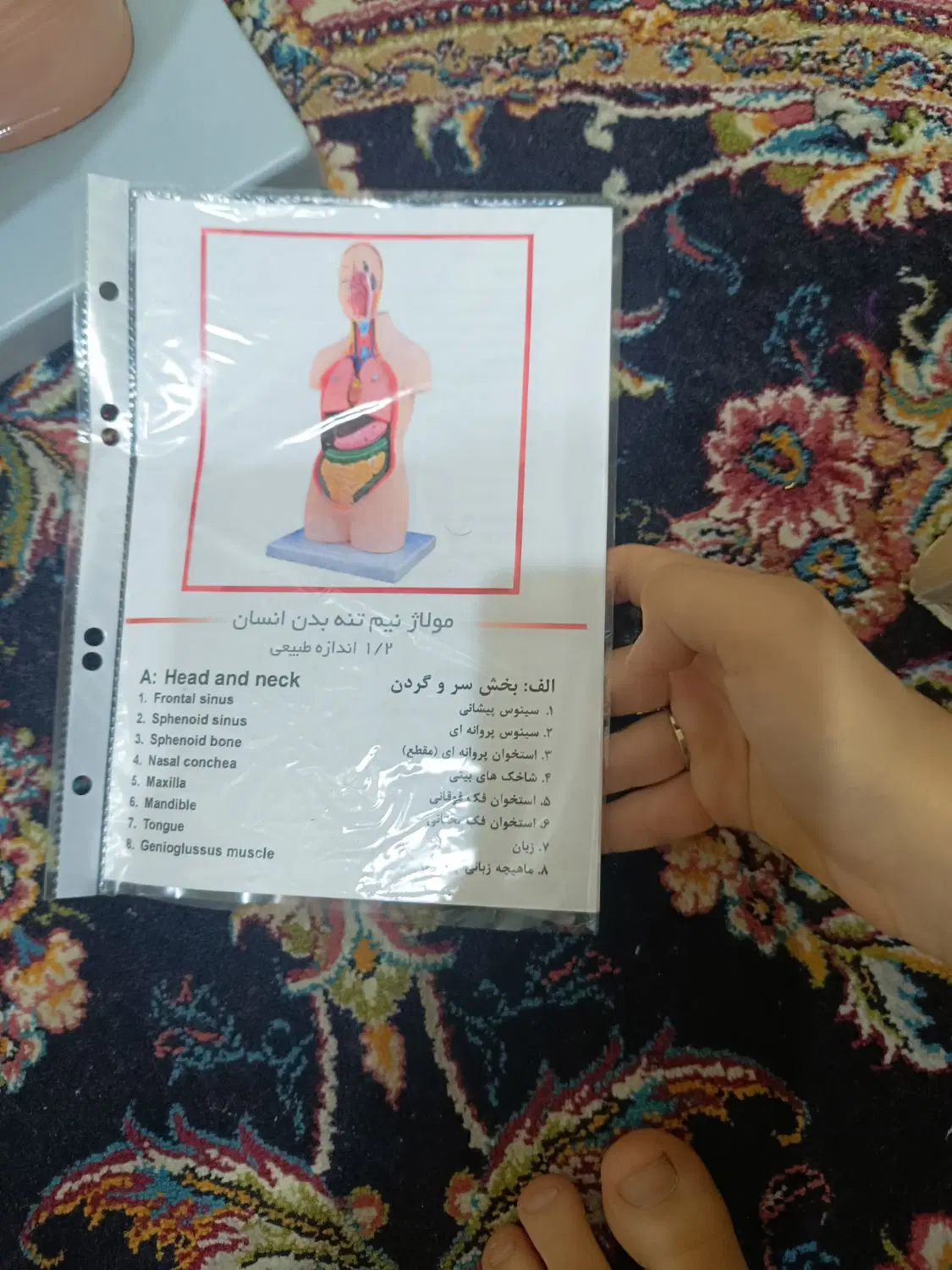 مولاژ نیم تنه انسان|اسباببازی|تهران, ارجمندی راد|دیوار