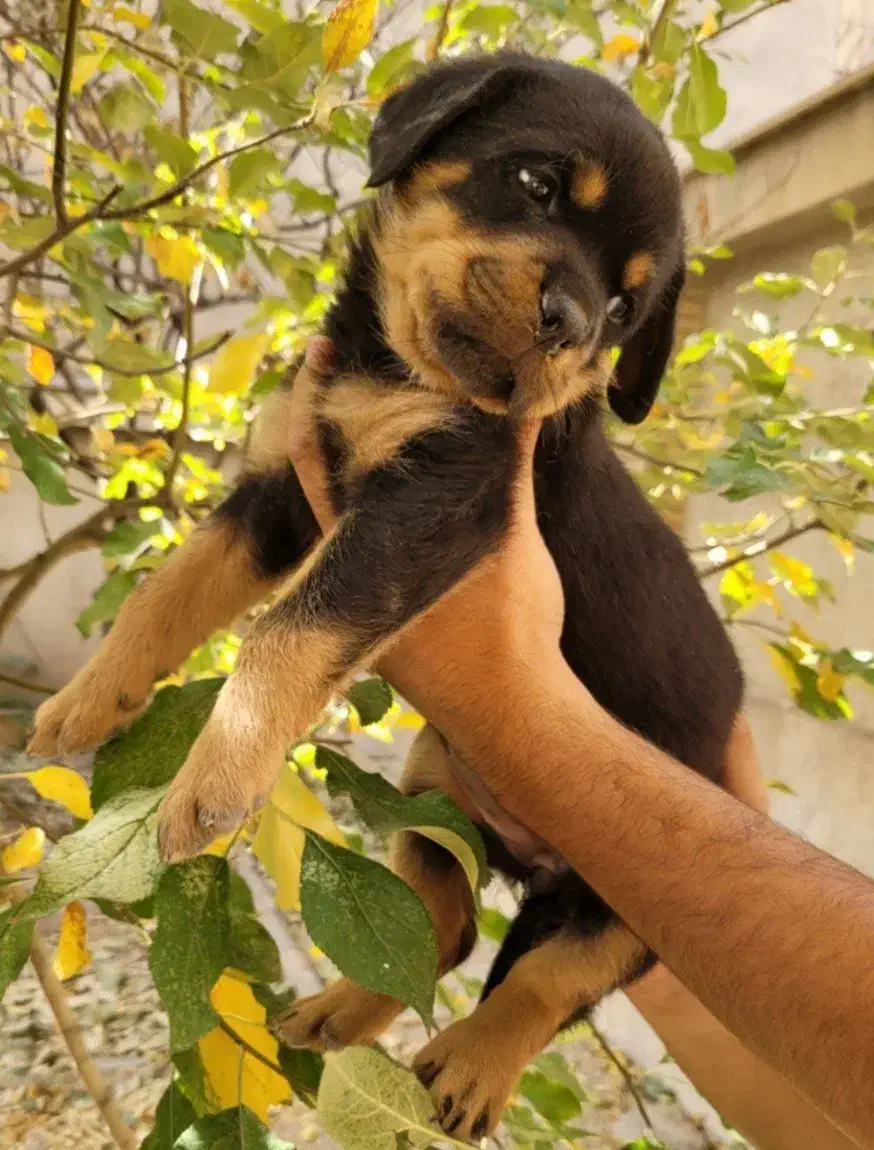 روتوایلر|سگ|تهران, تهرانپارس غربی|دیوار