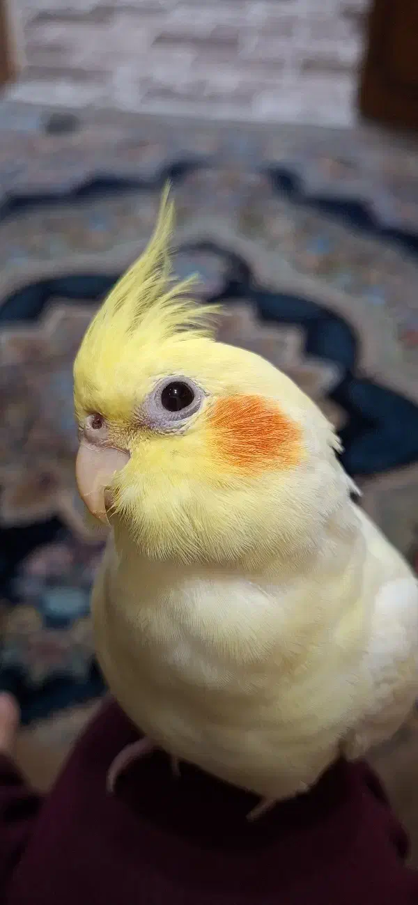 عروس هلندی گمشده صفی آباد|پرنده|دزفول, |دیوار