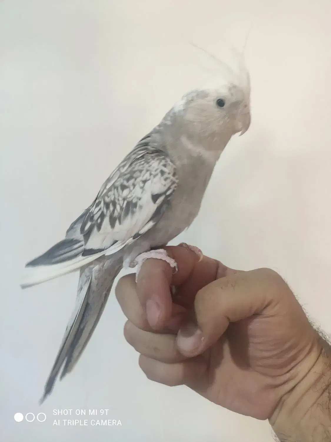 عروس هلندی|پرنده|مهاباد (آذربایجان غربی), |دیوار