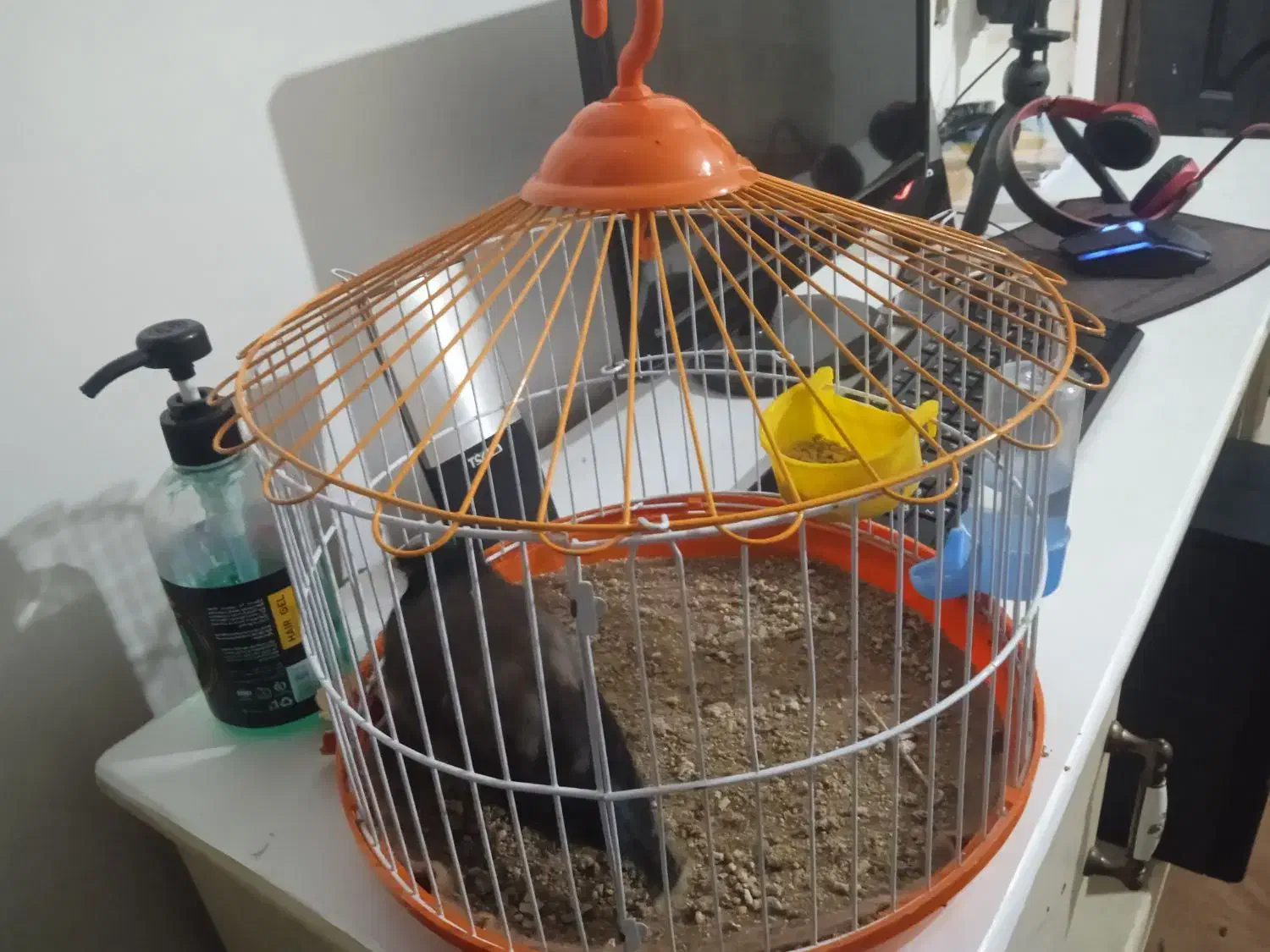 مرغ مینا سخنگو|پرنده|آزادشهر, |دیوار