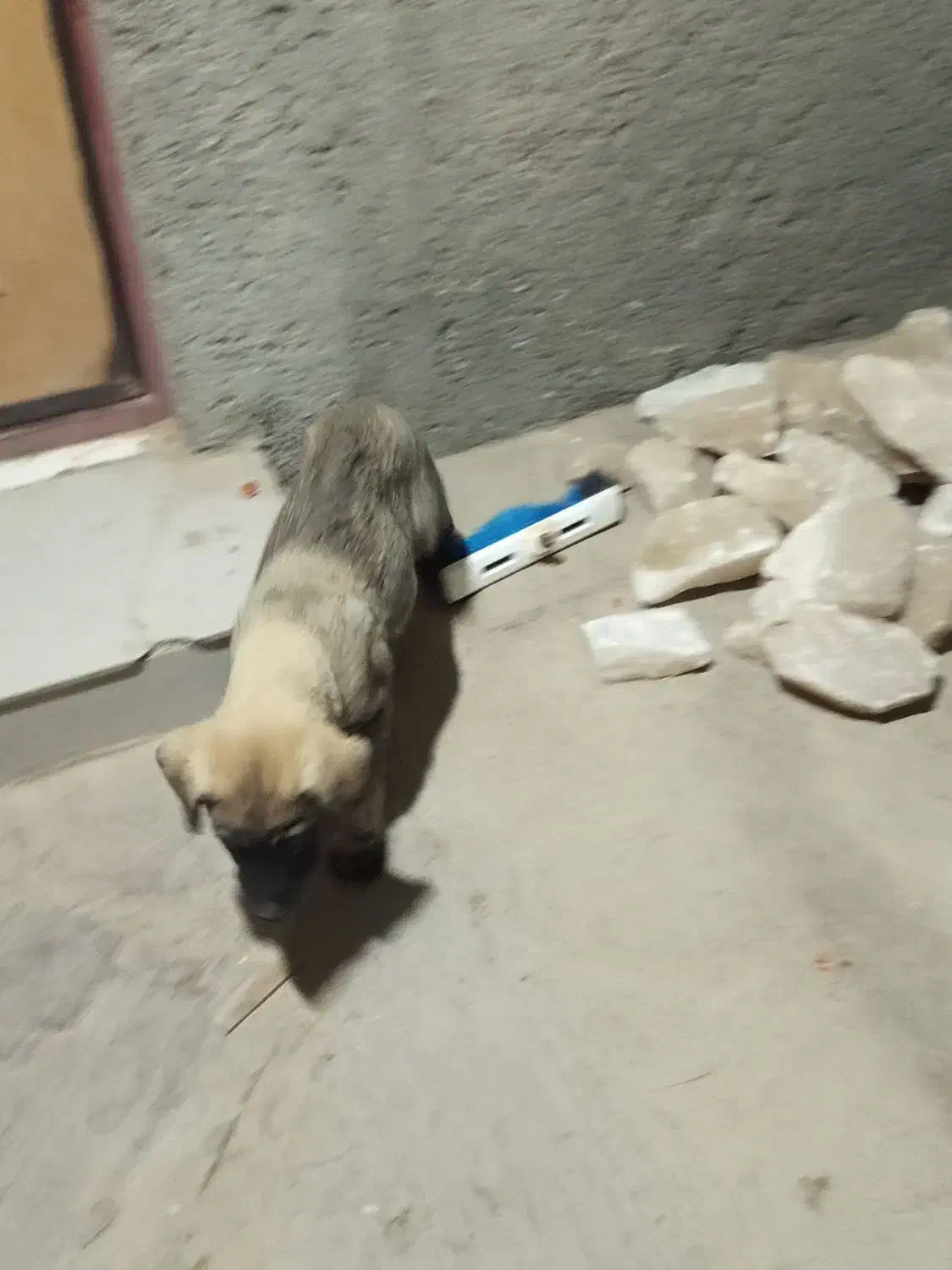 واگذاری توله سگ سراب|سگ|محمدشهر, عباس آباد|دیوار