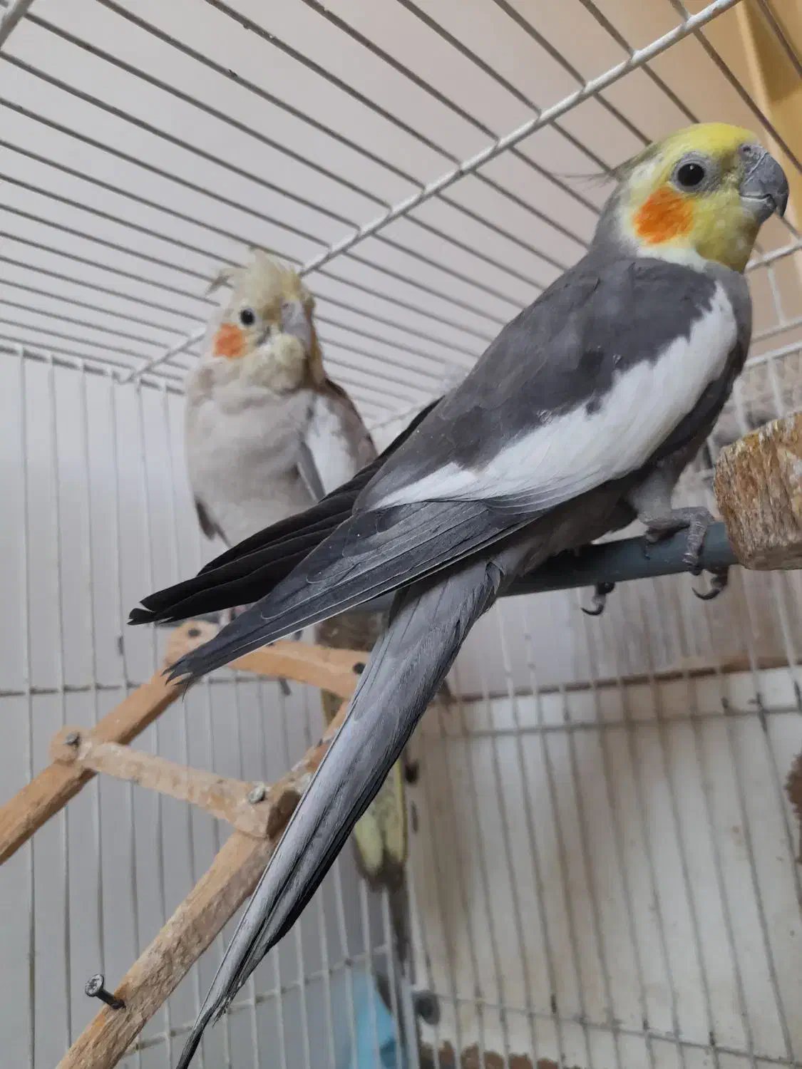 عروس هلندی|پرنده|مشهد, فارغ التحصیلان|دیوار