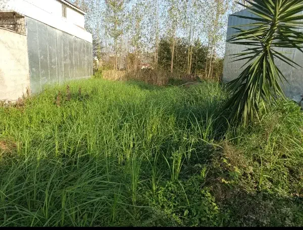 یک قطعه زمین|فروش زمین و ملک کلنگی|رشت, سیا اسطلخ|دیوار