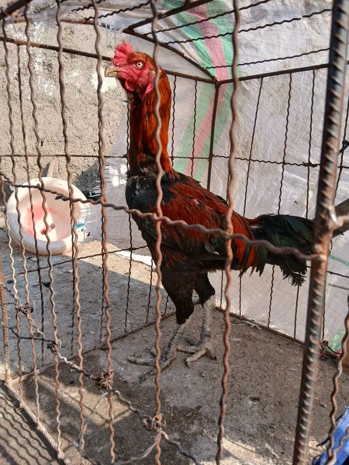 خروس لاری|حیوانات مزرعه|فاضل آباد, |دیوار