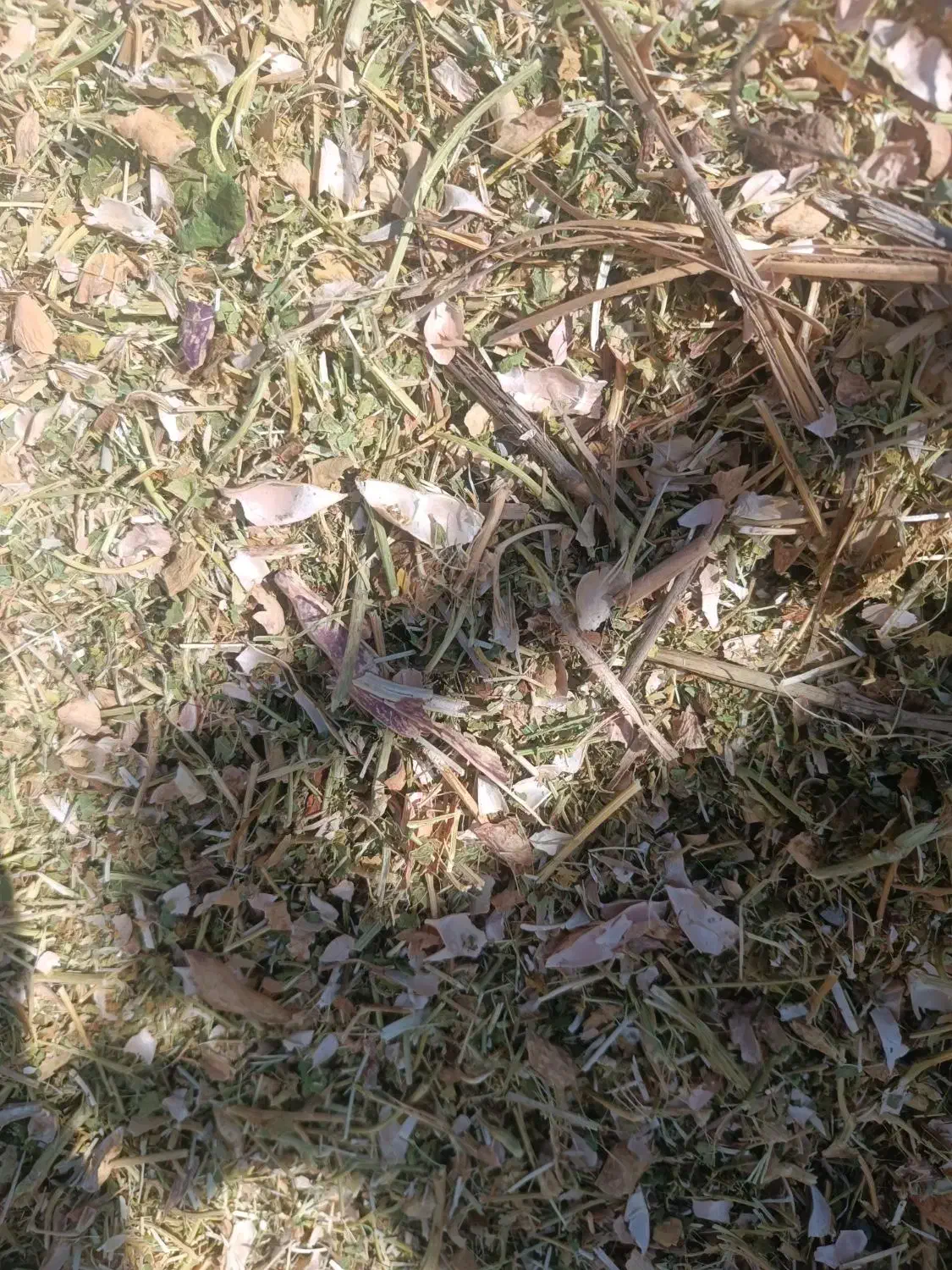 ایستگاه علوفه کرج یونجه کاه گندم لوبیا عدس|عمده‌فروشی|کرج, کمال‌شهر|دیوار