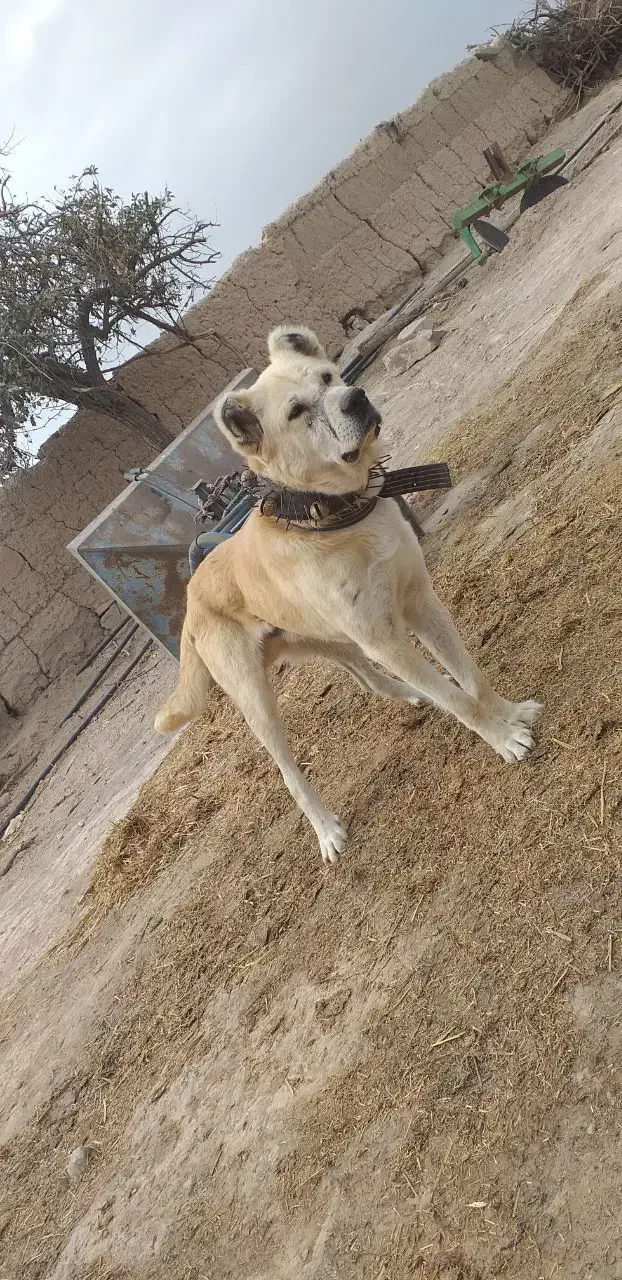 واگذاری سگ‌نگهبان|سگ|چناران, |دیوار