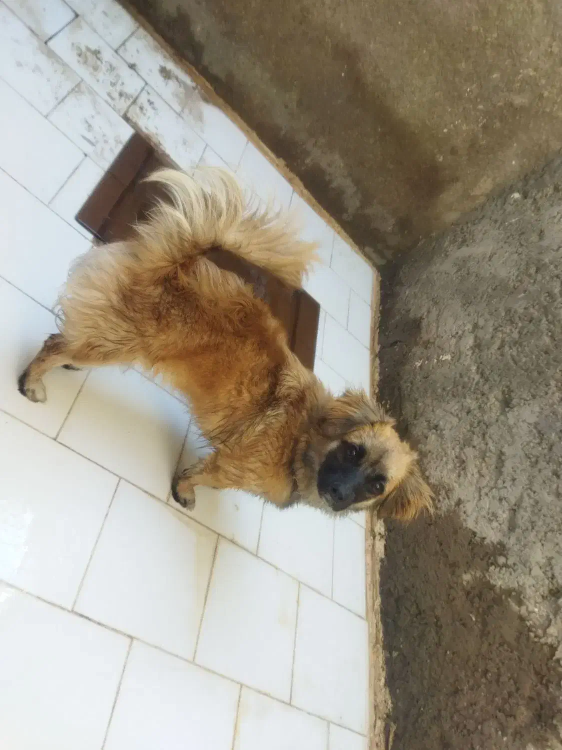 سگ پا کوتاه|سگ|سیرجان, |دیوار