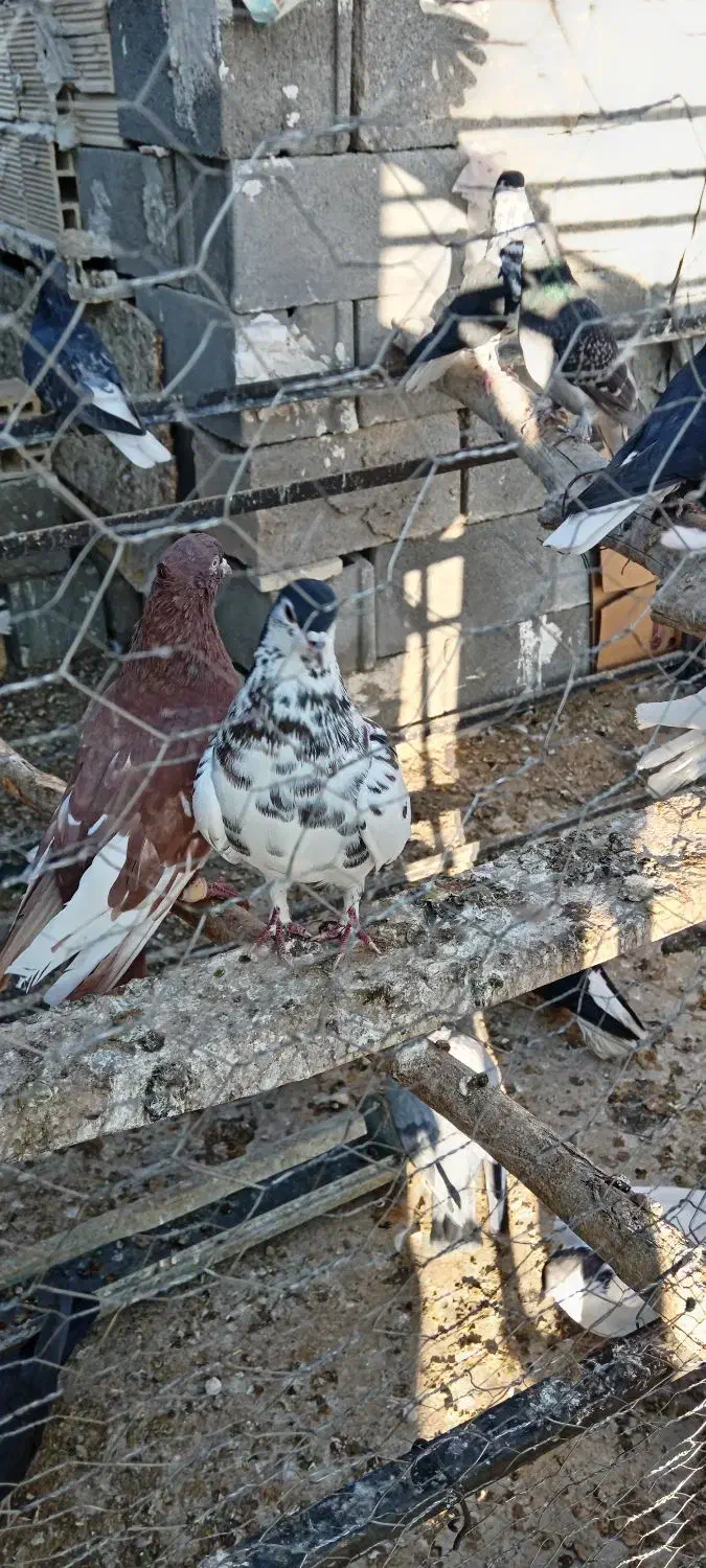 کبوتر یال|پرنده|شهرضا, |دیوار