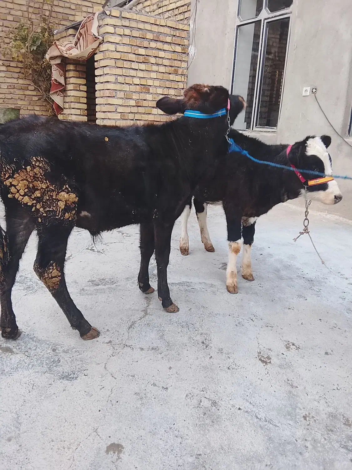 گوساله|حیوانات مزرعه|کلیائی, |دیوار