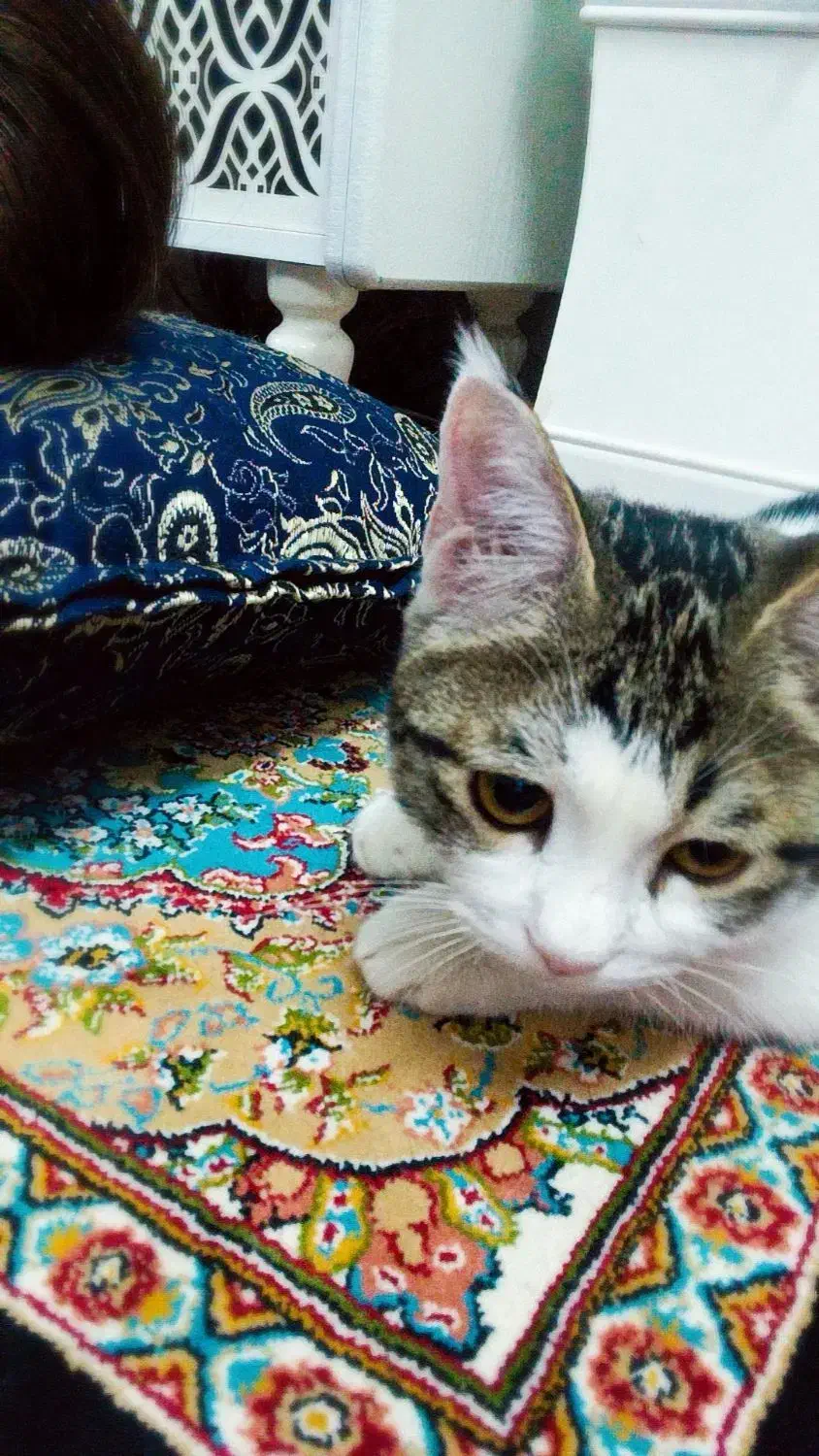 گربهdsh|گربه|بیرجند, |دیوار