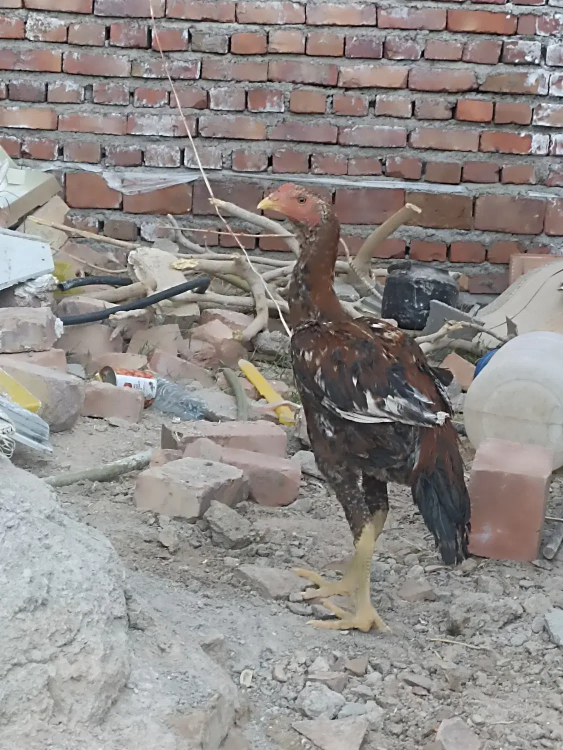 خروس ترک|پرنده|خاش, |دیوار