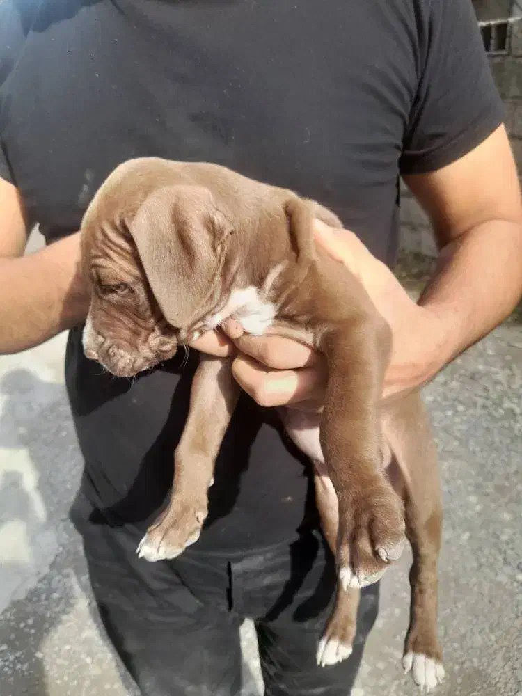 سگ پیتبول|سگ|نوشهر, |دیوار