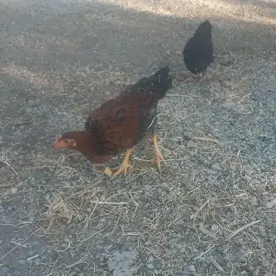 ۱خروس ۸ تا مرغ ۸تا جوجه|حیوانات مزرعه|مرند, |دیوار