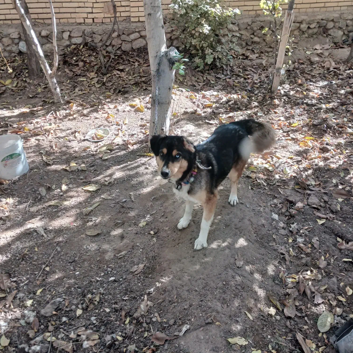 واگذاری سک ماده|سگ|مهریز, |دیوار