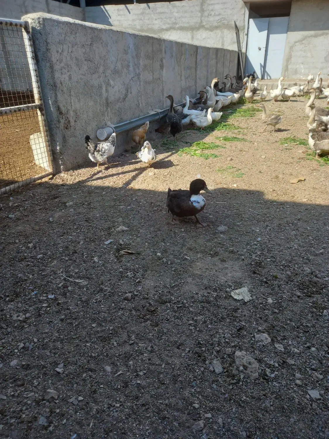 اردک|حیوانات مزرعه|رباط‌کریم, پیغمبر|دیوار