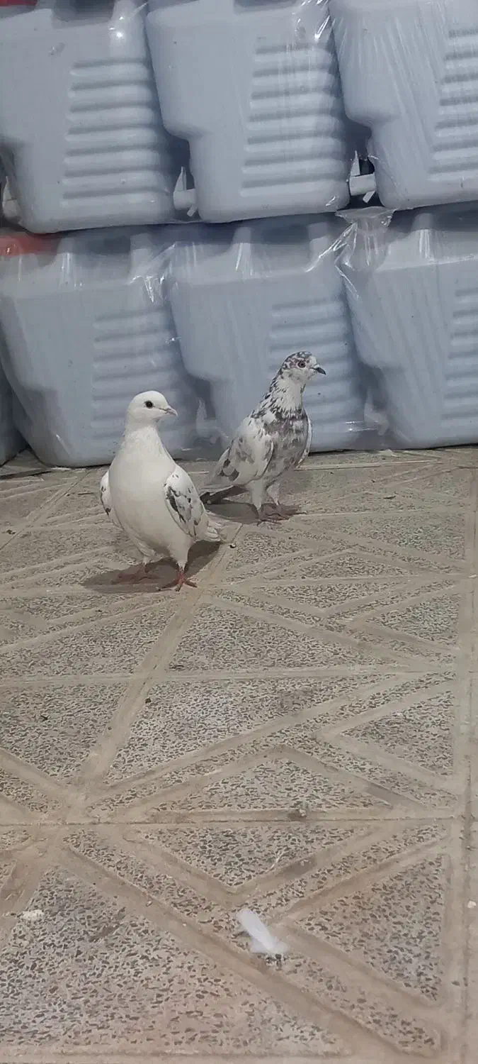 طوقی|پرنده|ارشق, |دیوار