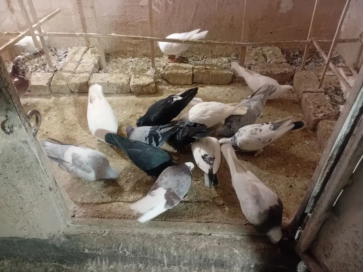 کفتر|پرنده|نیشابور, ابراهیم ادهم|دیوار