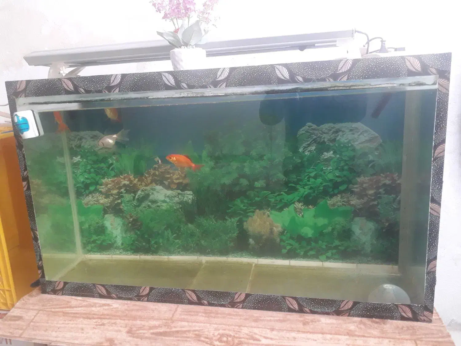 فروش شیشه اکواریوم به با همراه تصفیه آب|ماهی|گرگان, |دیوار