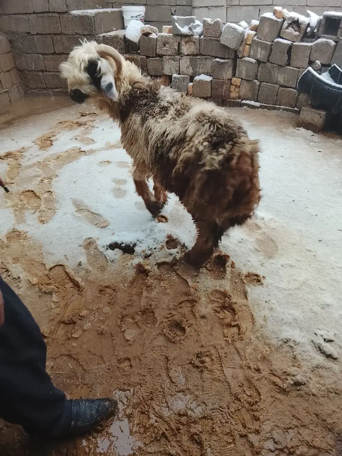 بره|حیوانات مزرعه|اردل, |دیوار