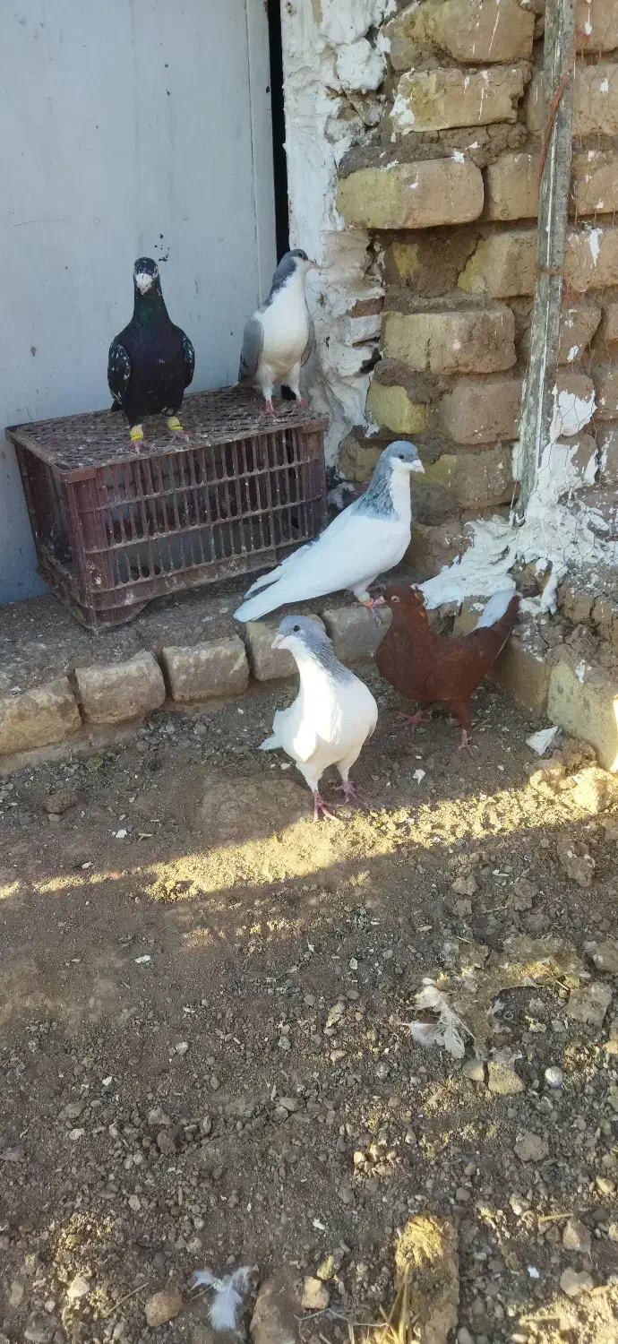 کفترچپ کبود دمسفید|پرنده|اقبالیه, |دیوار