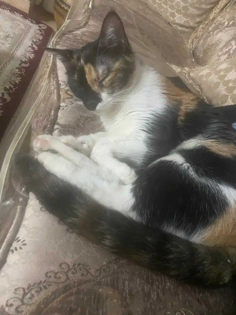 گربه واگذاری فوری با تمامی وسایل|گربه|هشتگرد, فاز ۷ مهستان|دیوار