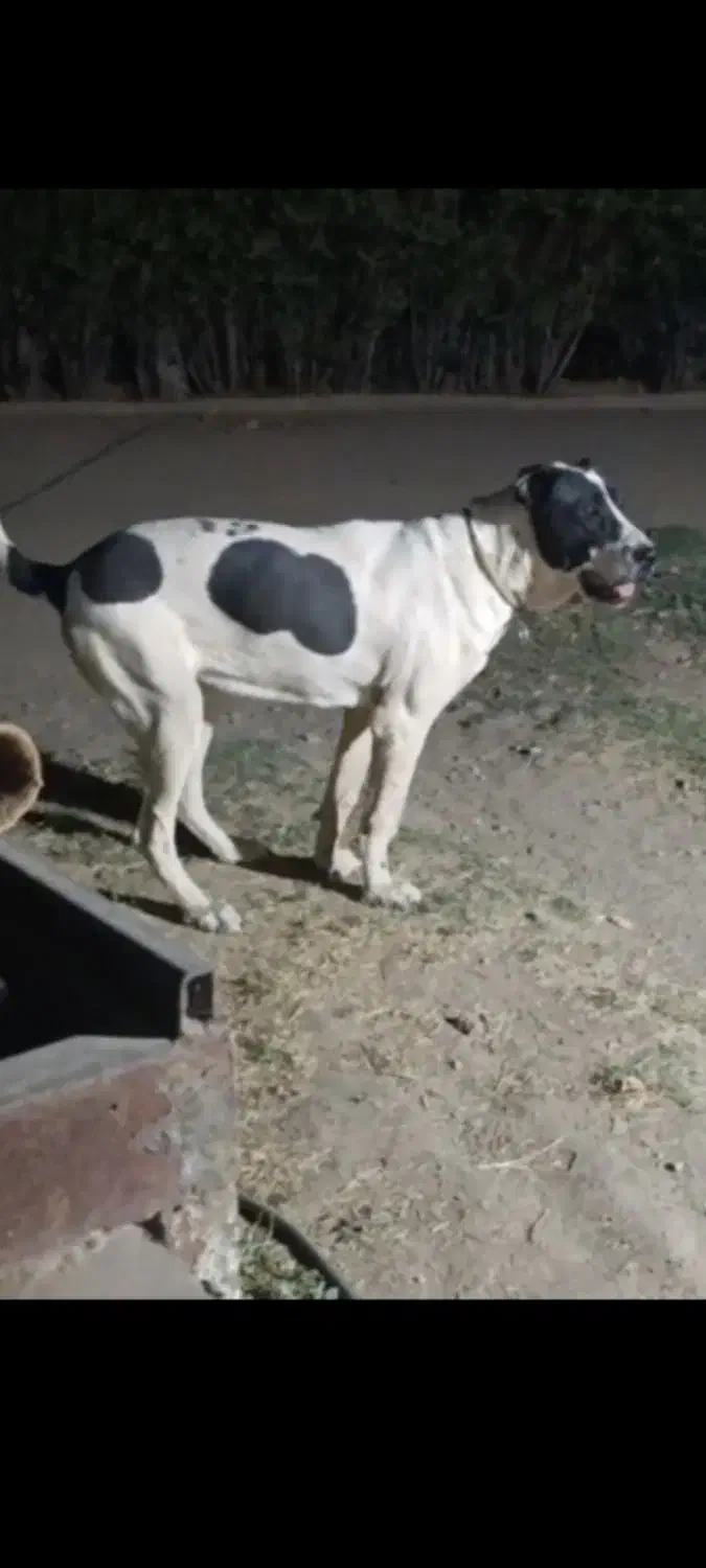 سگ گم شده|حیوانات|نیشابور, مازول|دیوار