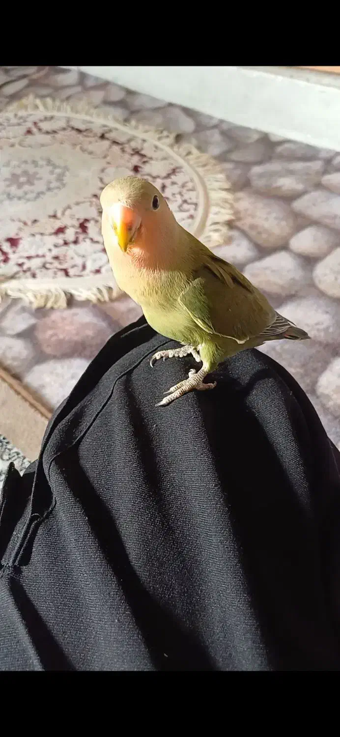 طوطی برزیلی اهلی|پرنده|اردبیل, |دیوار