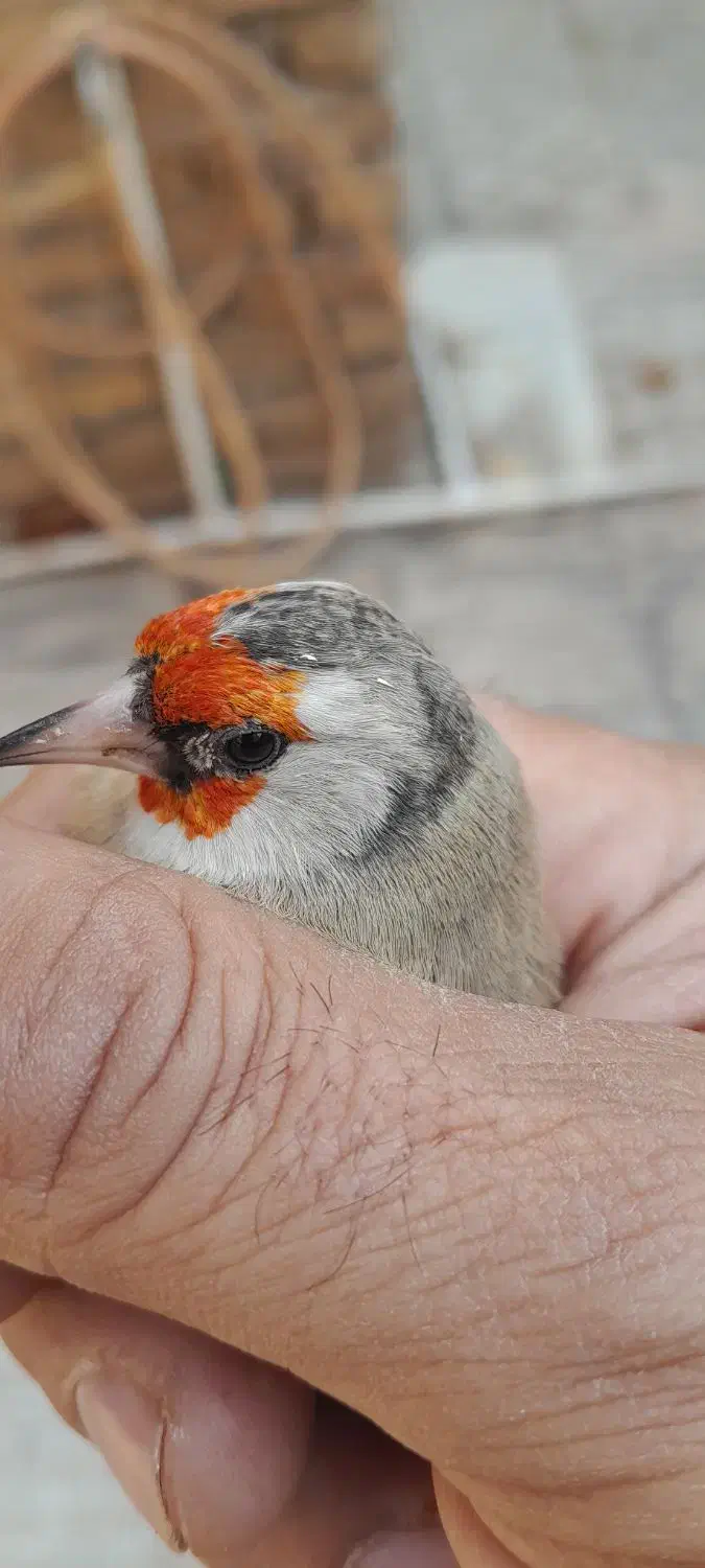 سهره دورگ آس|پرنده|پاکدشت, پاکدشت (مامازند)|دیوار