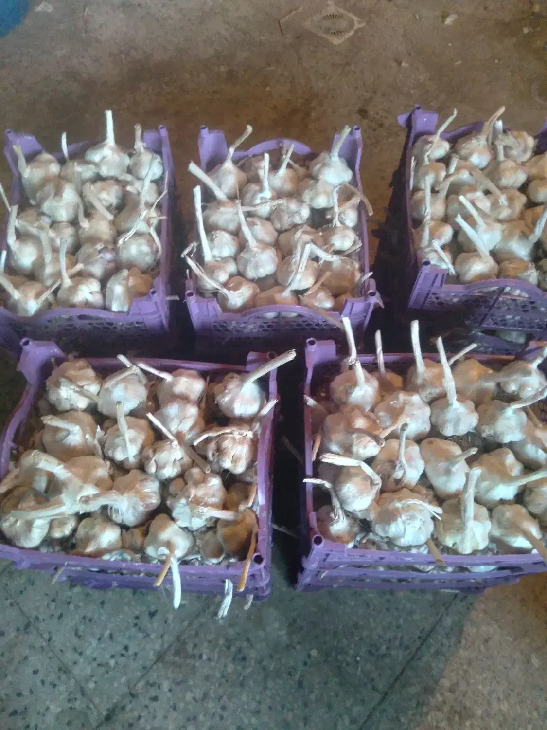 سیر درجه یک|عمدهفروشی|اشترینان, |دیوار