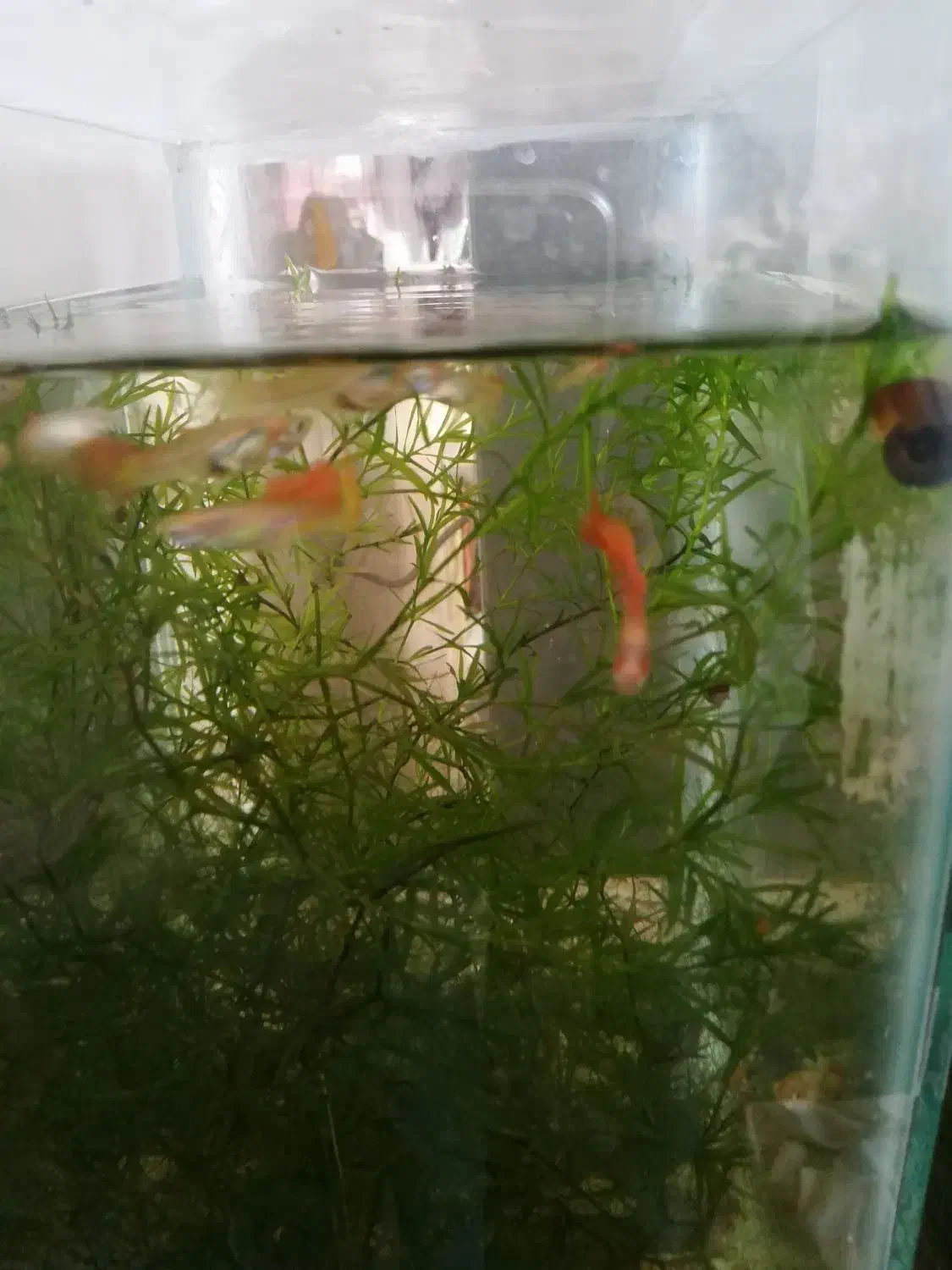 ماهی گوپی|ماهی|شیراز, منطقه هوایی شهید دوران|دیوار