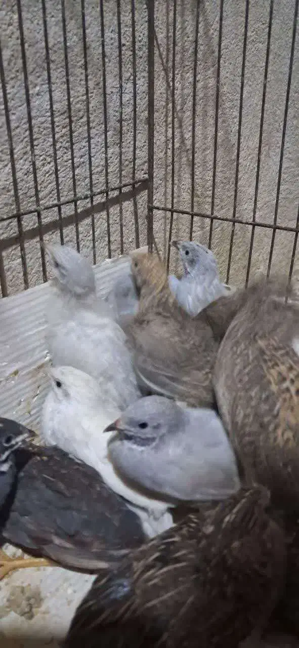 تخم جوجه بلدرچین مینیاتوری ایام سمانی اصل ابریشمی|حیوانات مزرعه|یزد, |دیوار