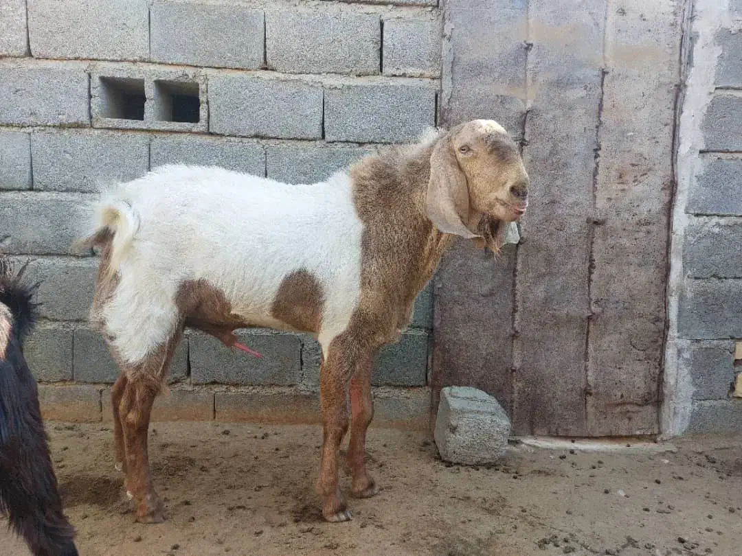 چپشت|حیوانات مزرعه|رودخانه, |دیوار