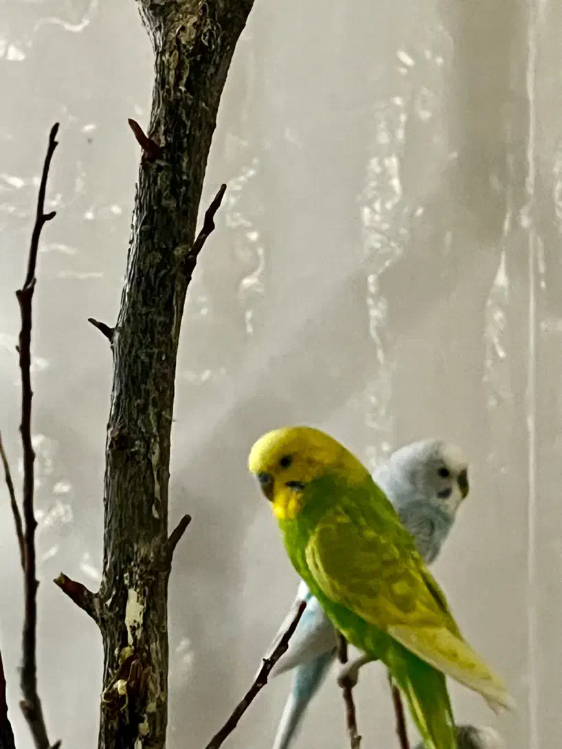 مرغ عشق انگلیسی|پرنده|رفسنجان, |دیوار