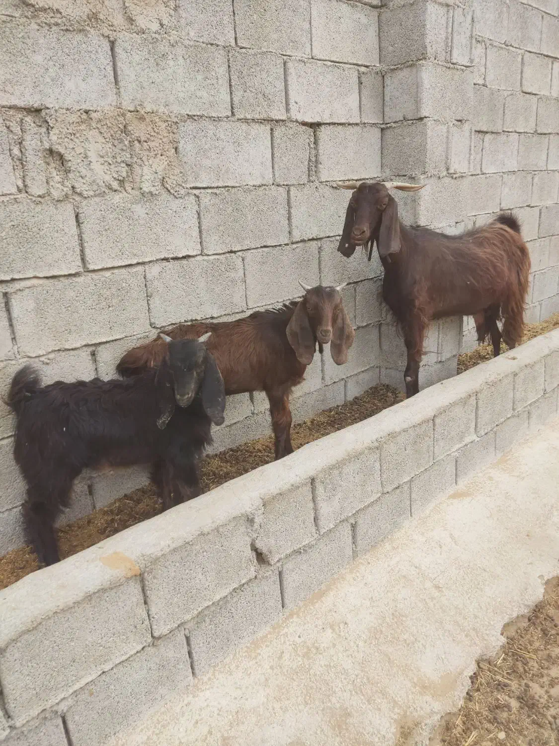 سلام یک عددبزدوقلوبادوکهرنر|حیوانات مزرعه|برازجان, |دیوار