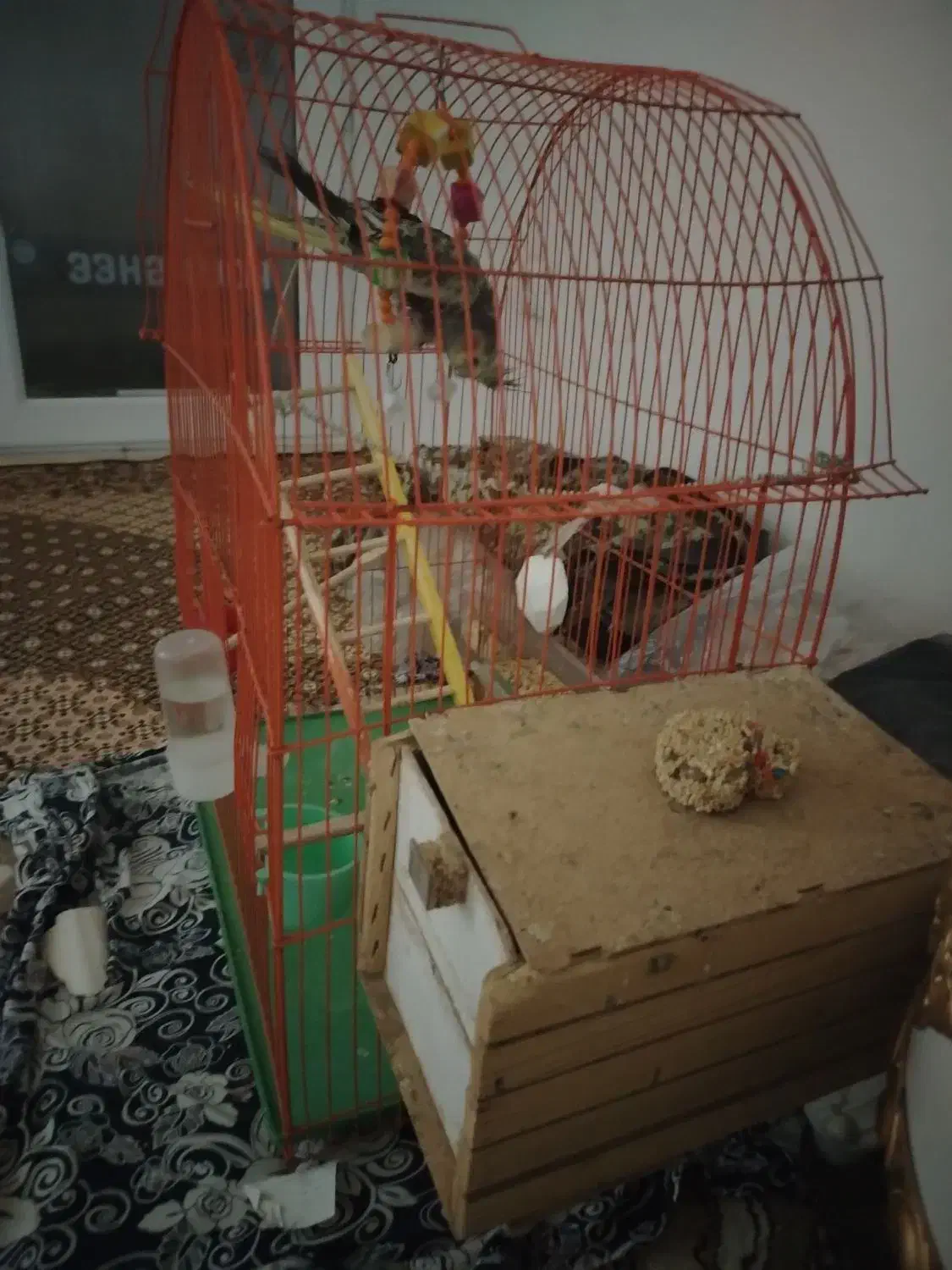 عروس هلندی|پرنده|پیرانشهر, |دیوار