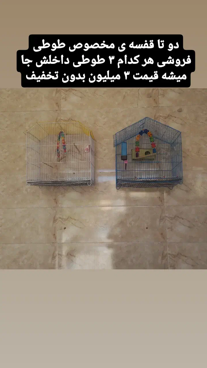 طوطی برزیلی|پرنده|جوانرود, |دیوار