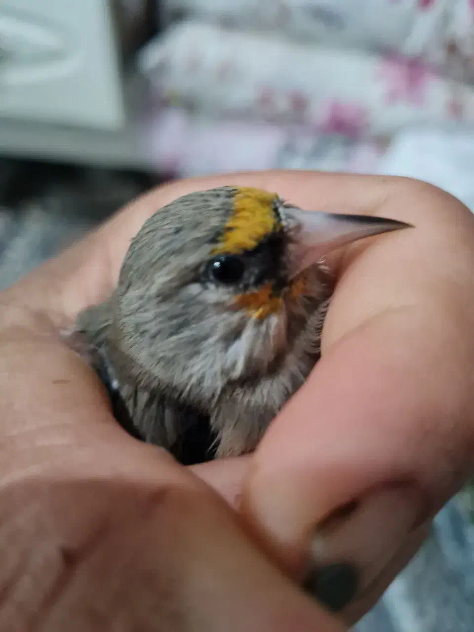 سهره فیروزکوه|پرنده|پاکدشت, حصار امیر|دیوار