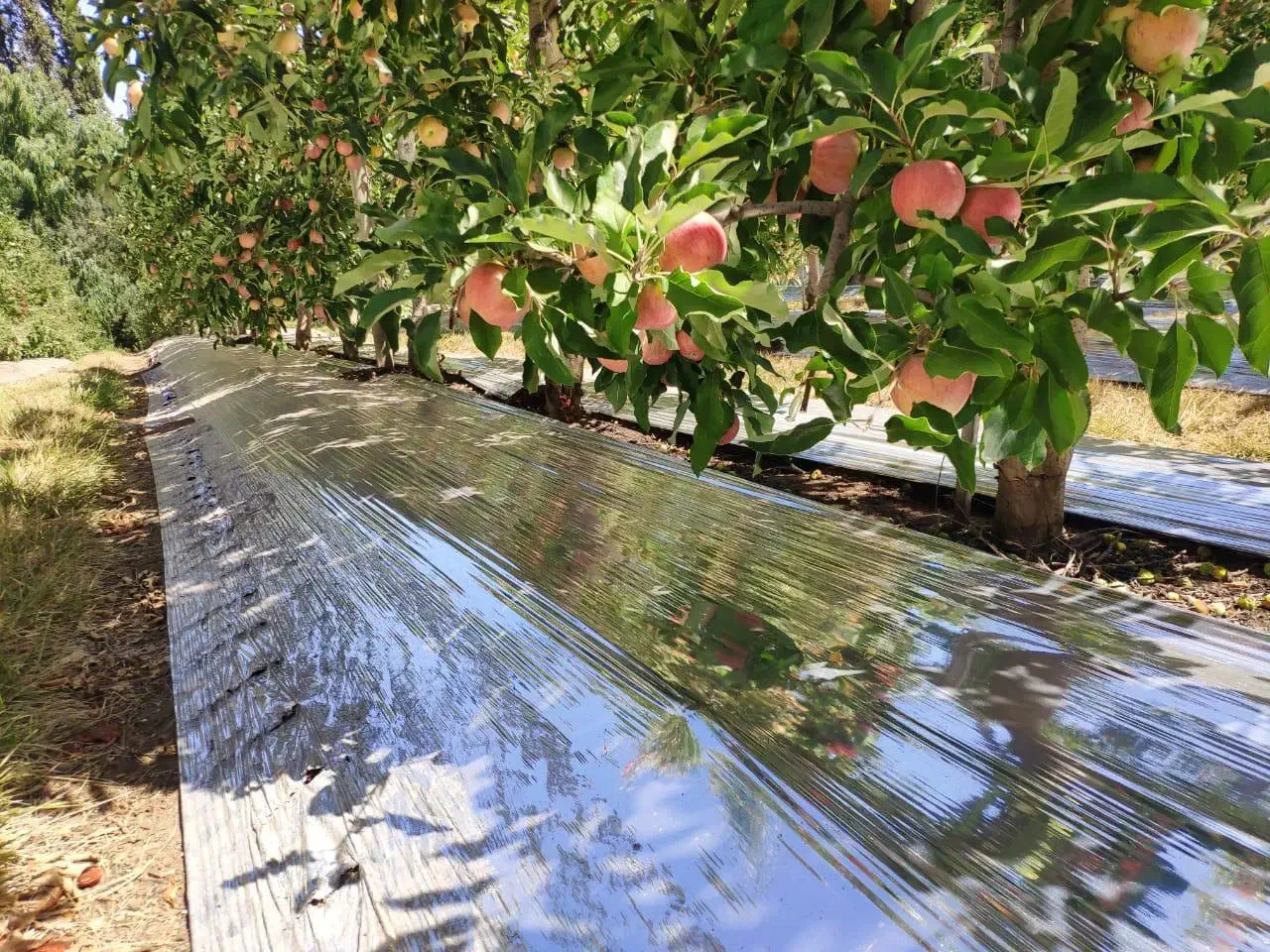 پلاستیک (مالچ)|خدمات باغبانی و درختکاری|شهر بابک, |دیوار