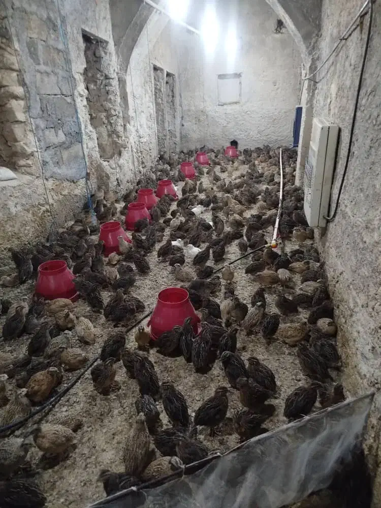 بلدرچین کاملا ارگانیک|حیوانات مزرعه|رامهرمز, |دیوار