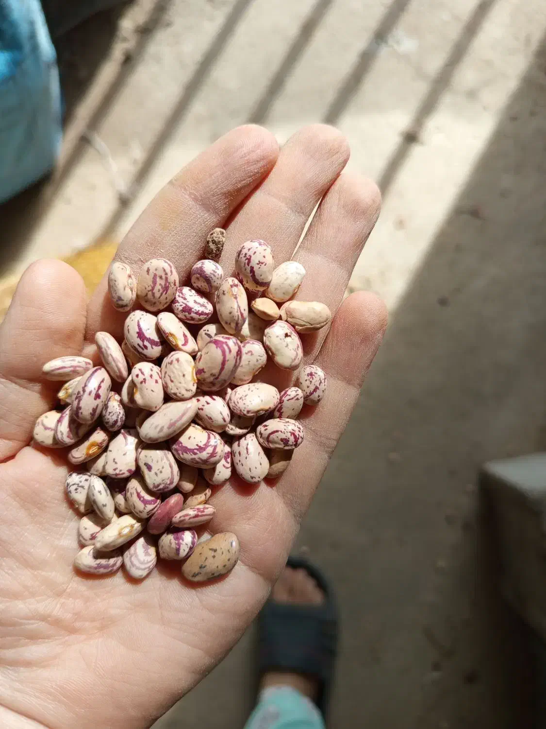 لوبیا چیتی|عمدهفروشی|یاسوج, |دیوار