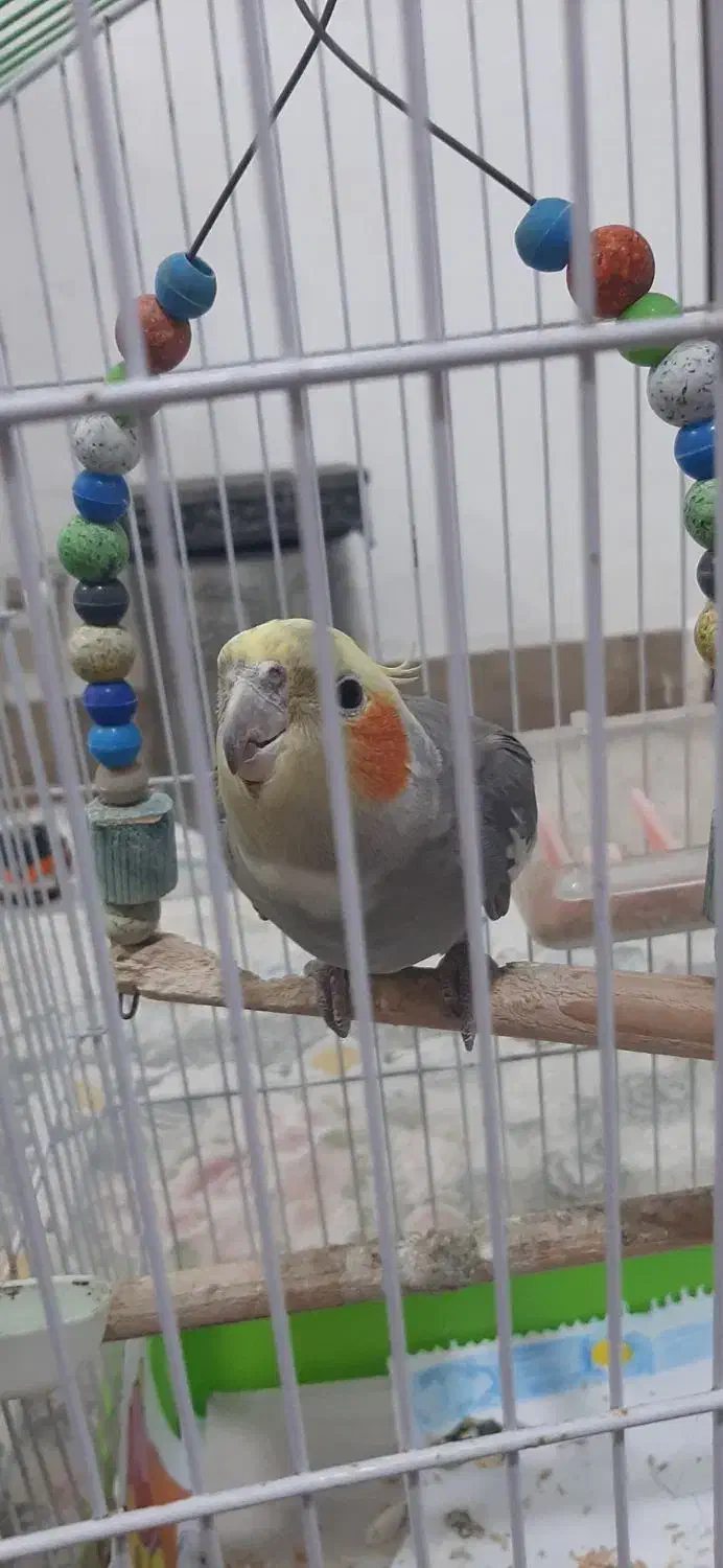 فروش عروس هلندی دستی همراه با قفس|پرنده|شلمان, |دیوار