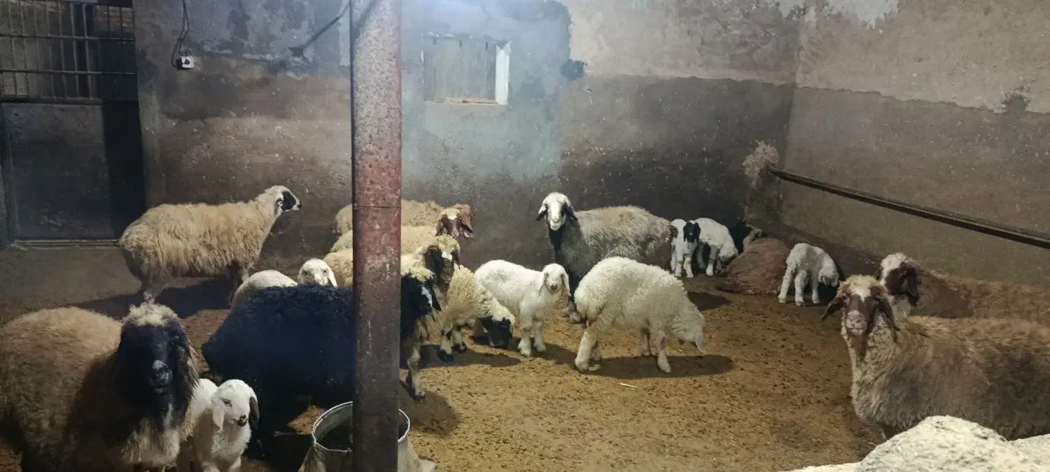 فروش 4جفت گوسفندباسه تابره|حیوانات مزرعه|روانسر, |دیوار