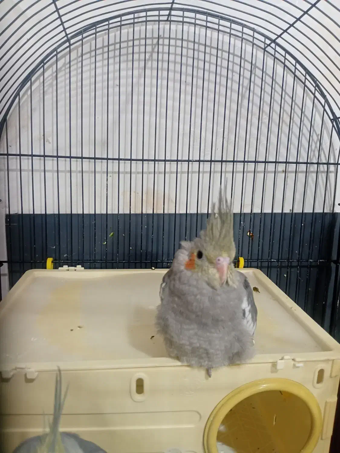 جوجه عروس هلندی دو ماهه دون خور|پرنده|آفتاب, |دیوار