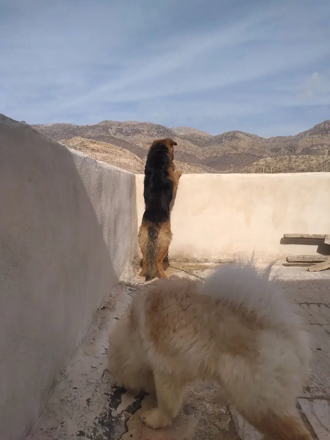 سک نگهبان|سگ|ایلام, |دیوار